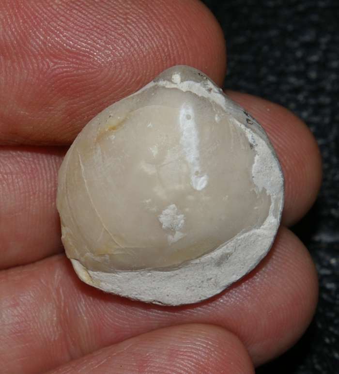 Cretaceous, Turonian brachiopod   