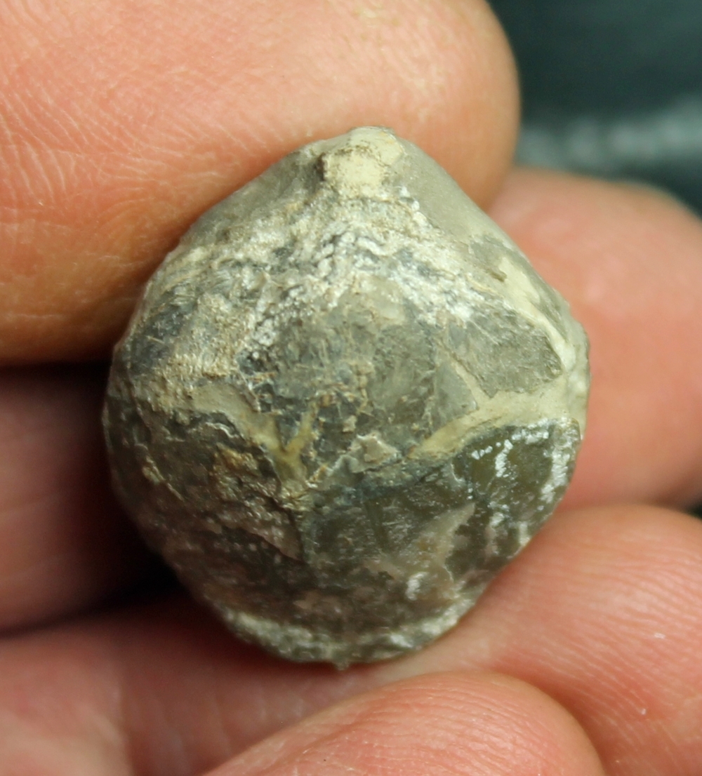 Permian fossil brachiopod   