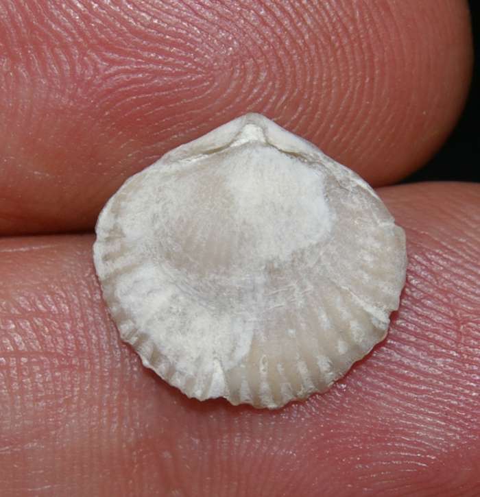 Rhynchonella cuvieri   