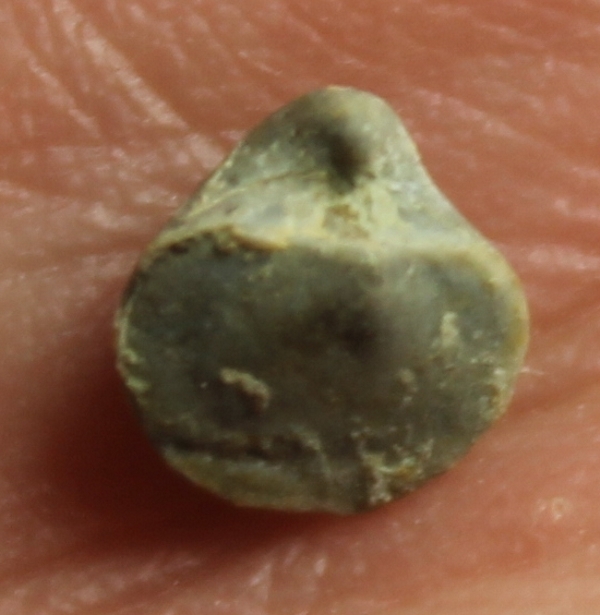 Crurithyris expansa   