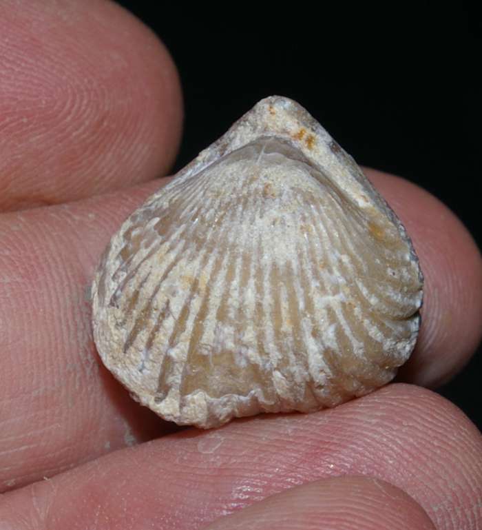 Septaliphoria astieriana   