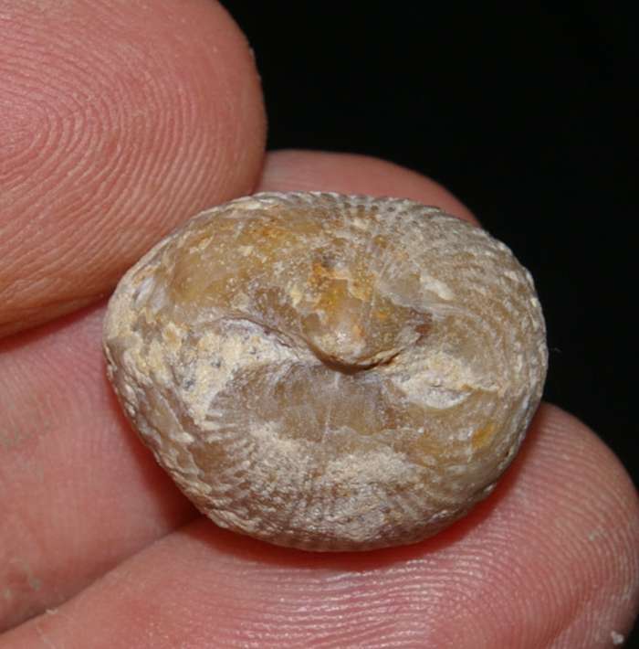 Septaliphoria astieriana   