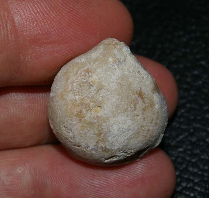 Zeilleria bucculenta   
