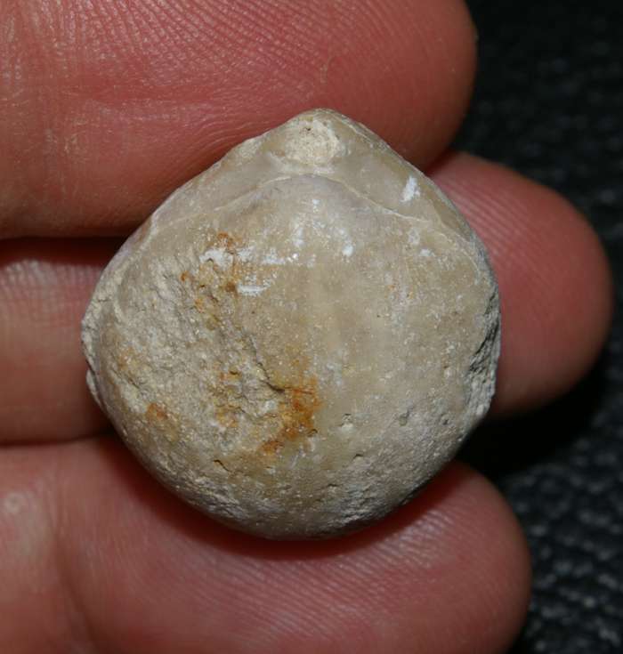 Zeilleria bucculenta   
