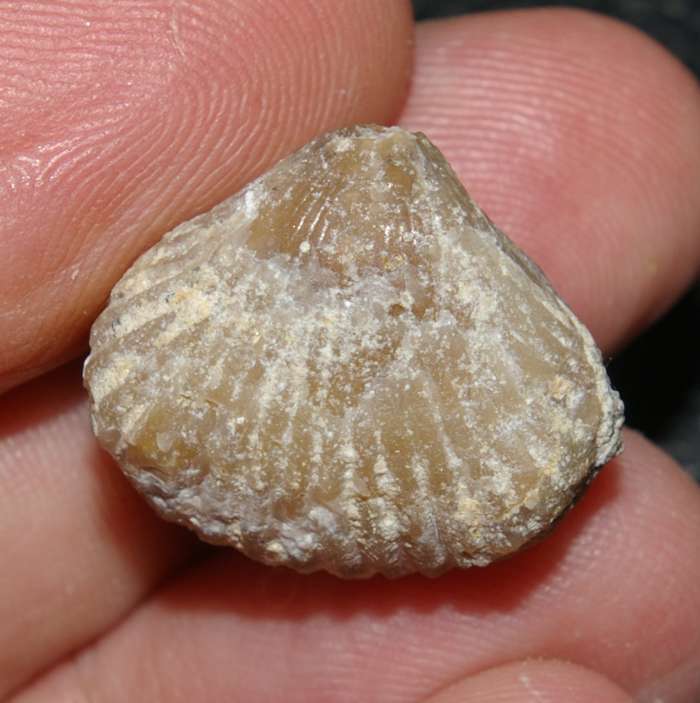 Rchynchonella sp.   