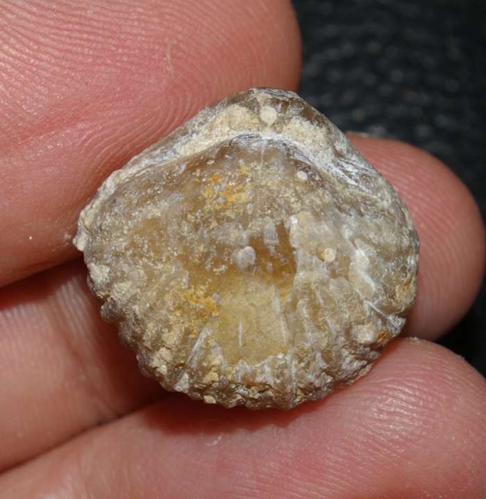 Rchynchonella sp.   