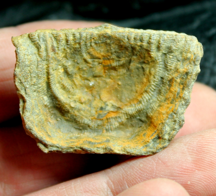 Leptaena analogaeformis.jpg