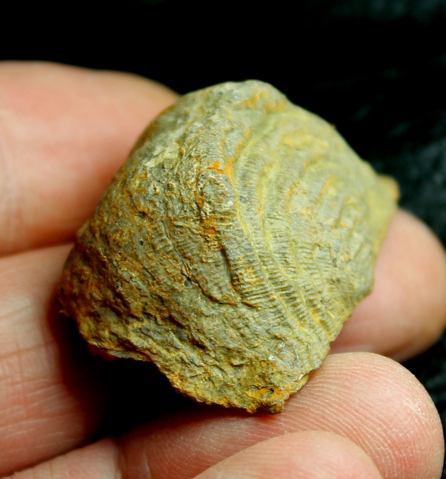 Leptaena analogaeformis.jpg