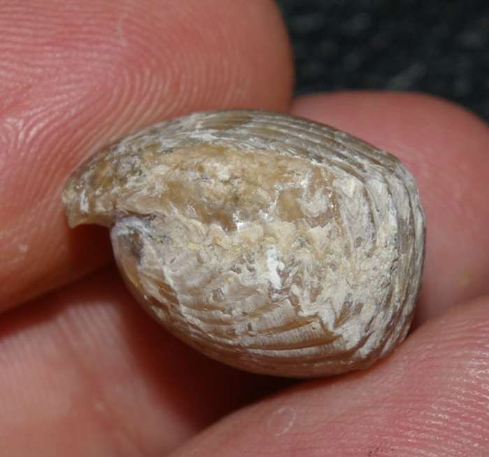 Rchynchonella sp.   