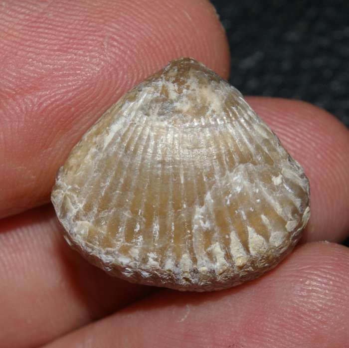 Rchynchonella sp.   