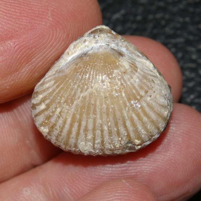 Rchynchonella sp.   