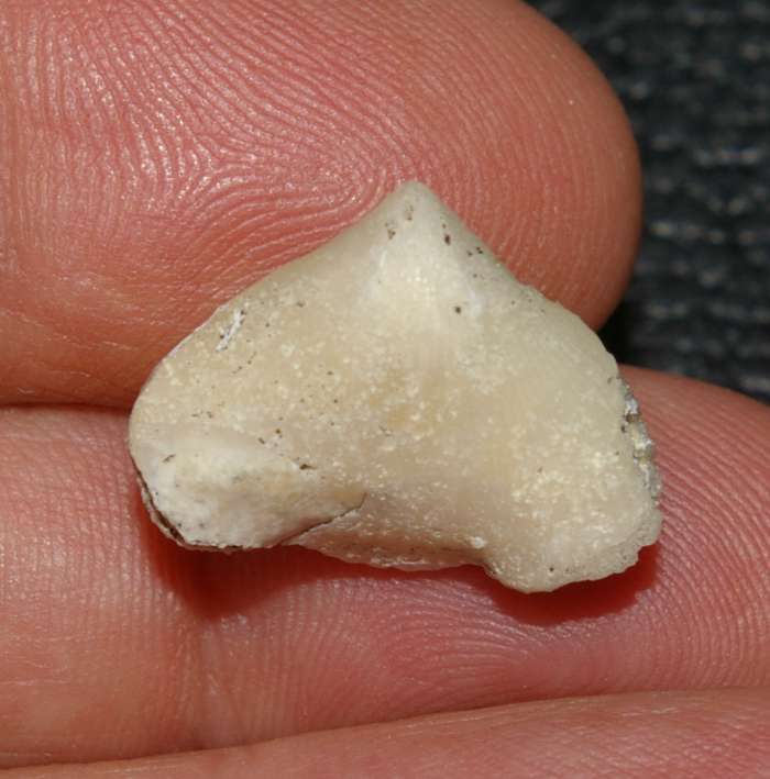 Cyclothyris vespertilio  
