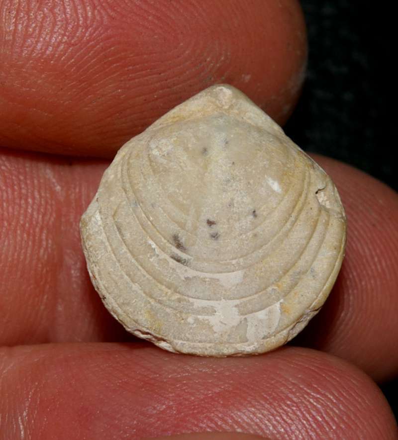 Aulacothyris resupinata   