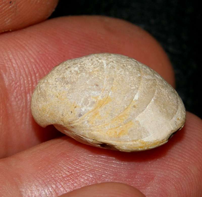 Aulacothyris resupinata   