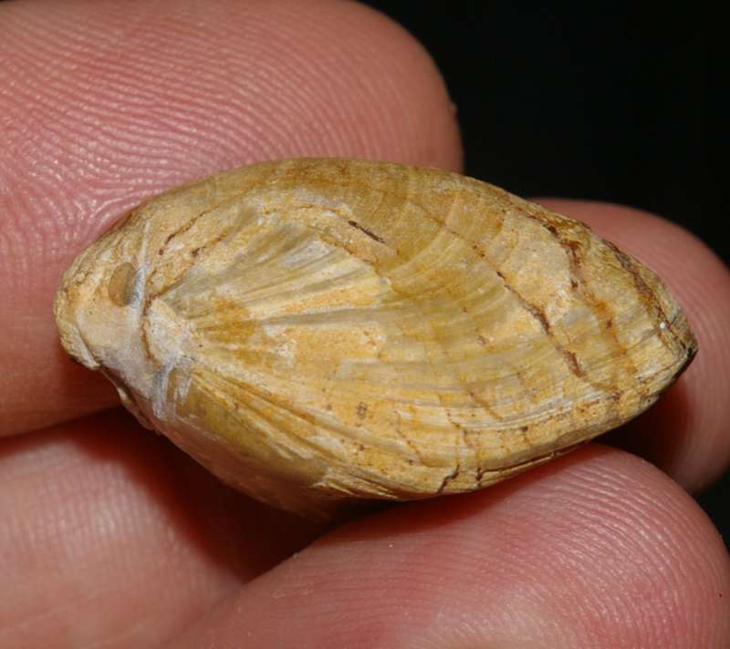 Aulacothyris    