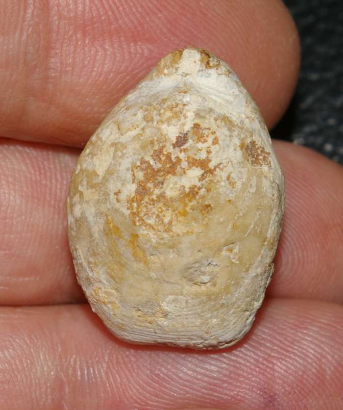 Terebratula grossouvrei   
