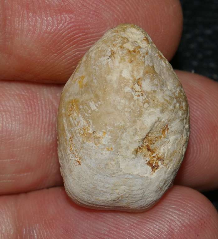  Jurassic, Oxfordian fossil brachiopod 
