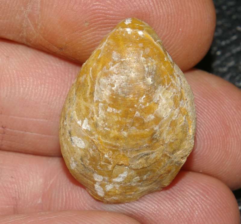 Callovian fossil brachiopod   