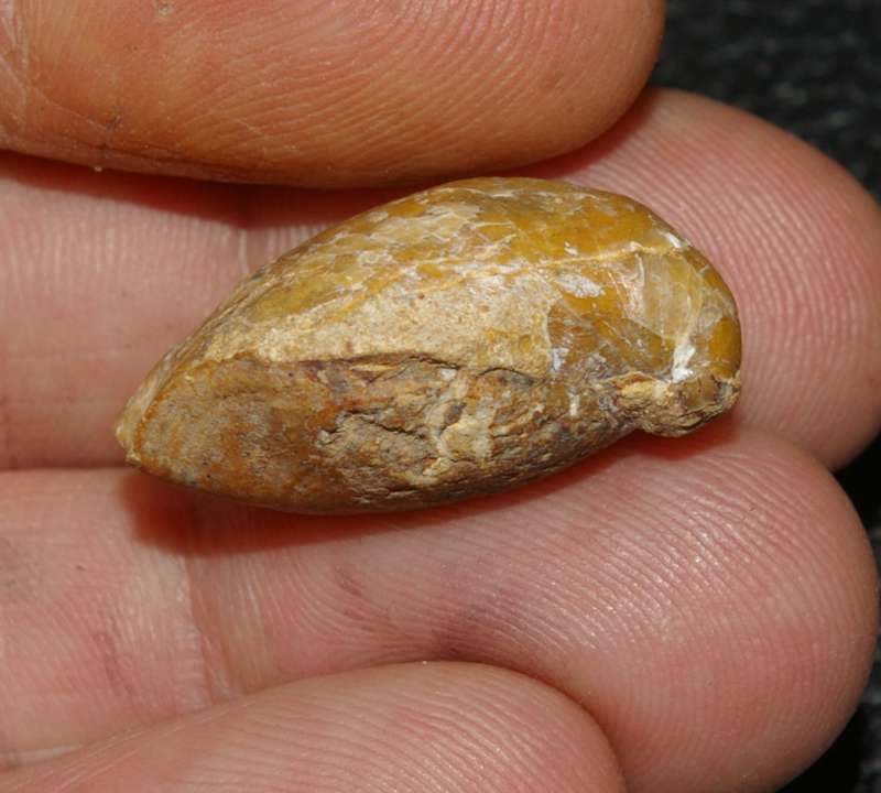  Callovian fossil brachiopod 