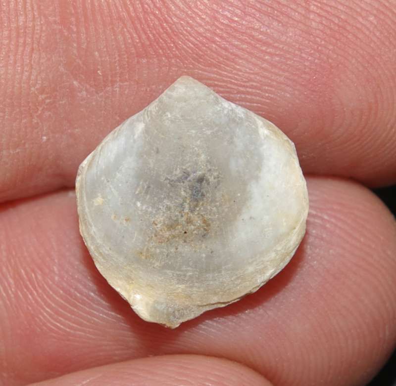 Cretirhynchia (Homaletarhynchia) undulata   