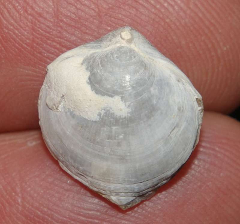  Cretirhynchia (Homaletarhynchia) undulata 