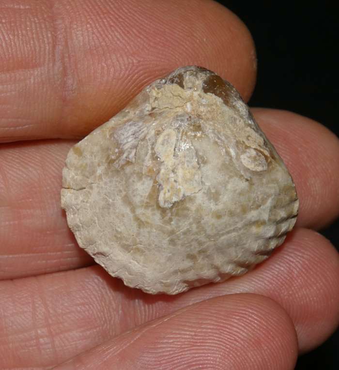 Cyclothyris difformis