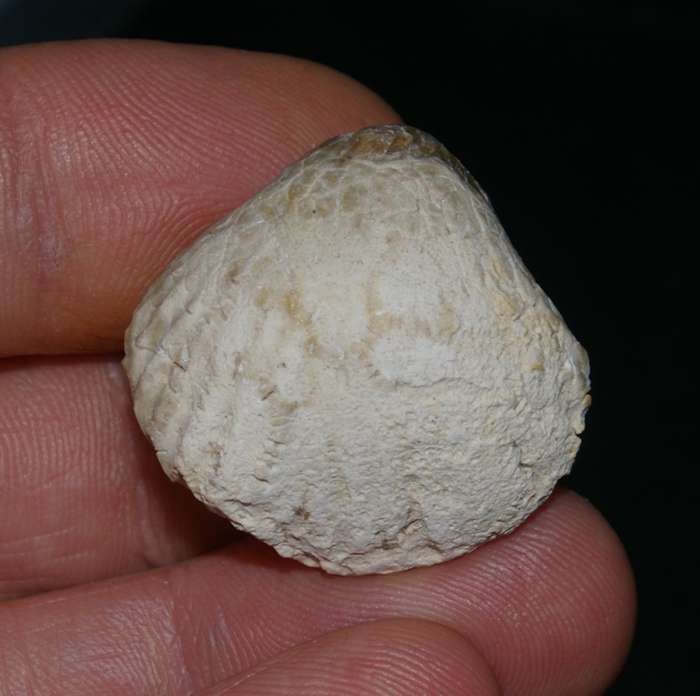 Cyclothyris difformis