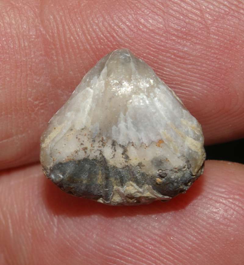 Homoeorhynchia meridionalis