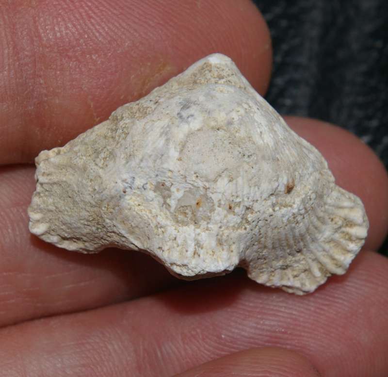 Cyclothyris vespertilio