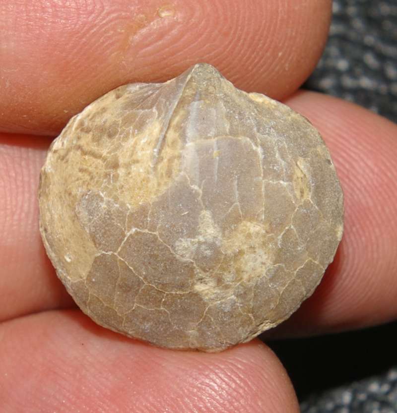 Liosperiferina rostrata