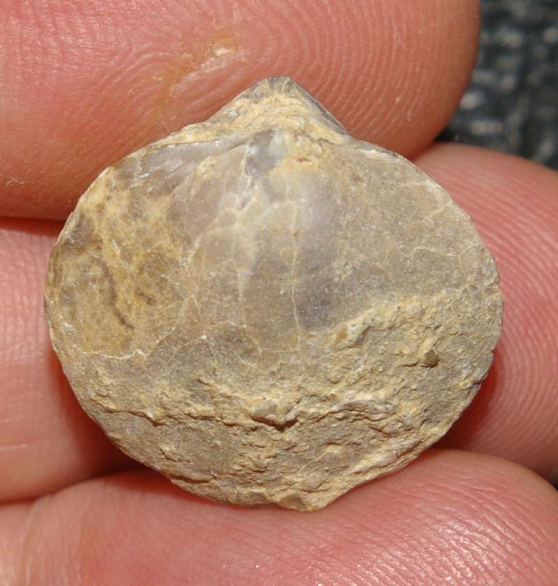 Liosperiferina rostrata