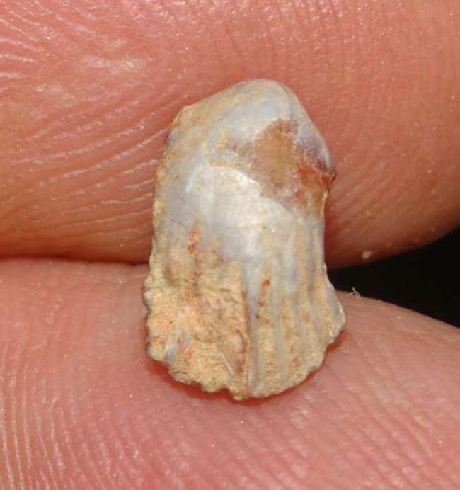 Glosseudesia marcousana