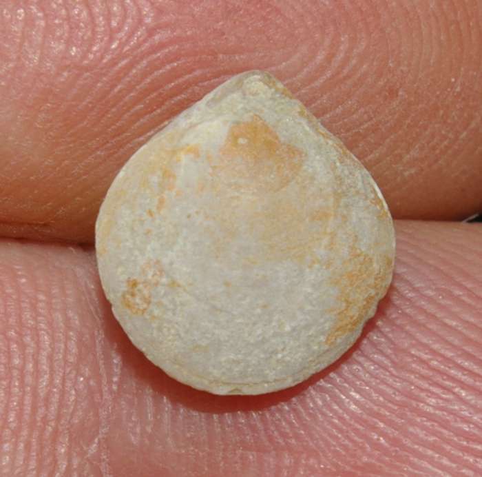 Tamarella chloris