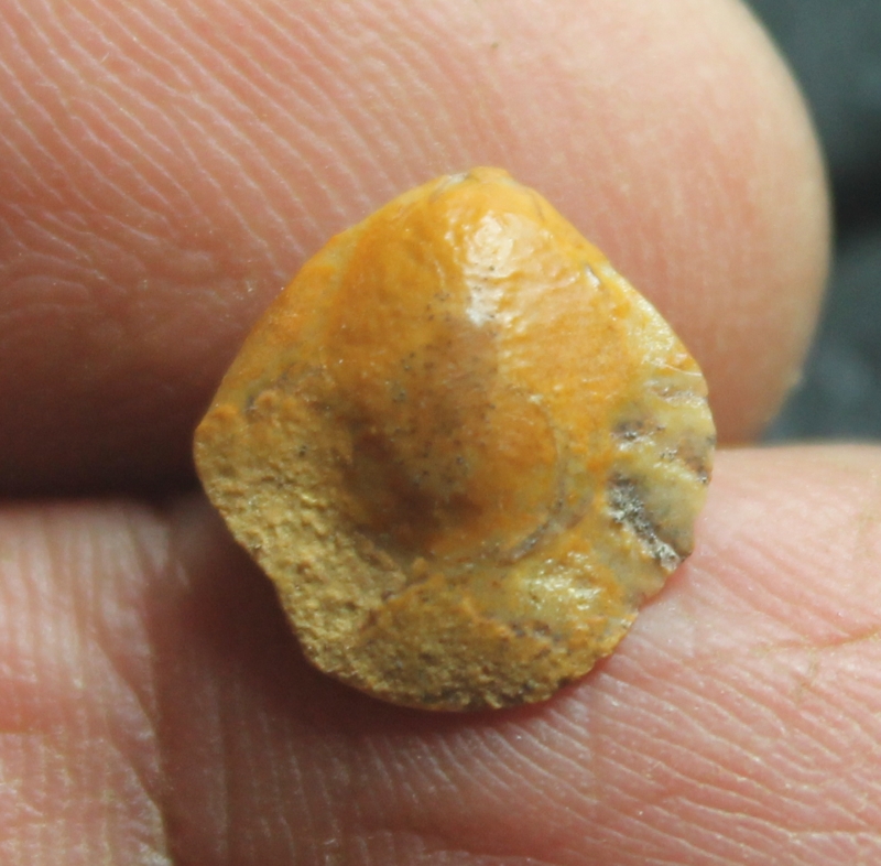Cyrtothyris sillimani
