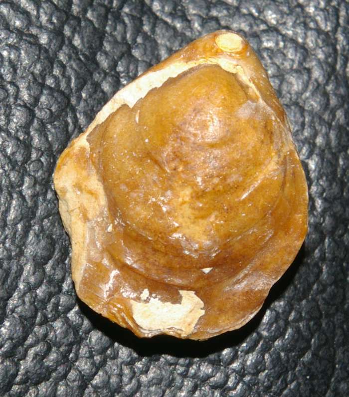 Loriolithyris rusillensis