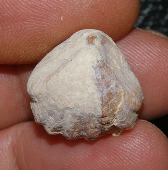 Prionorhynchia quinqueplicata