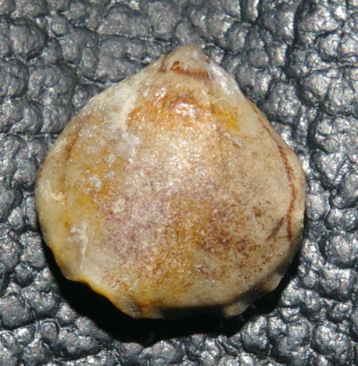 Stolmorhynchia bouchardi