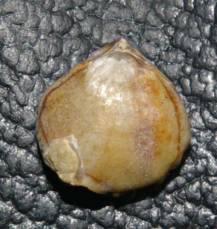 Stolmorhynchia bouchardi