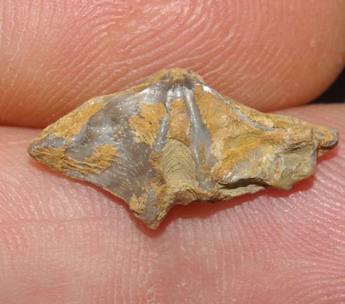 Plicathyris ezquerrai