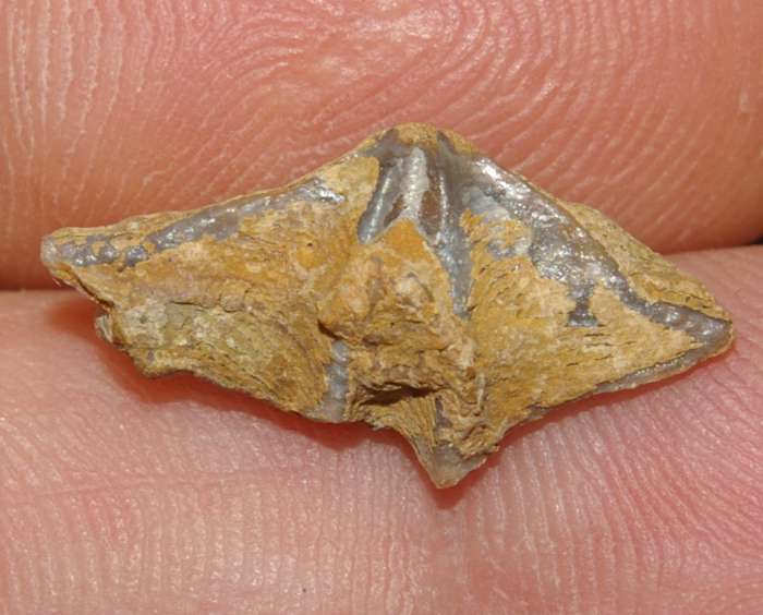 Plicathyris ezquerrai