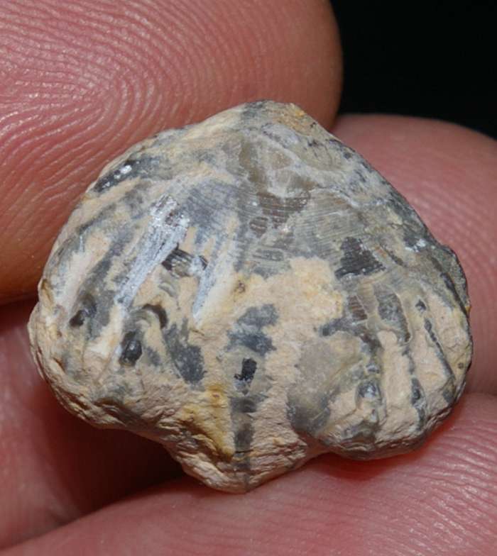 Rhynchonelloidella goyi