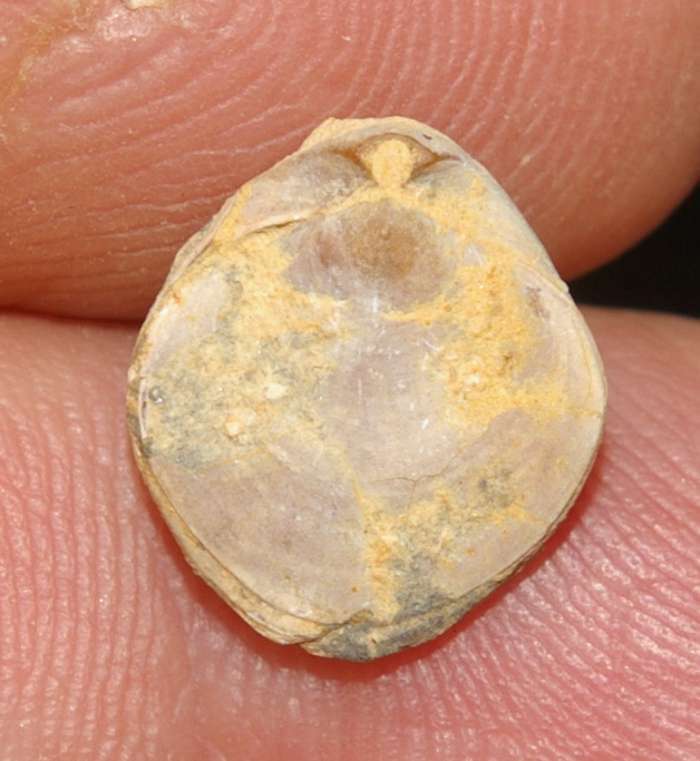 Musculina biennensis