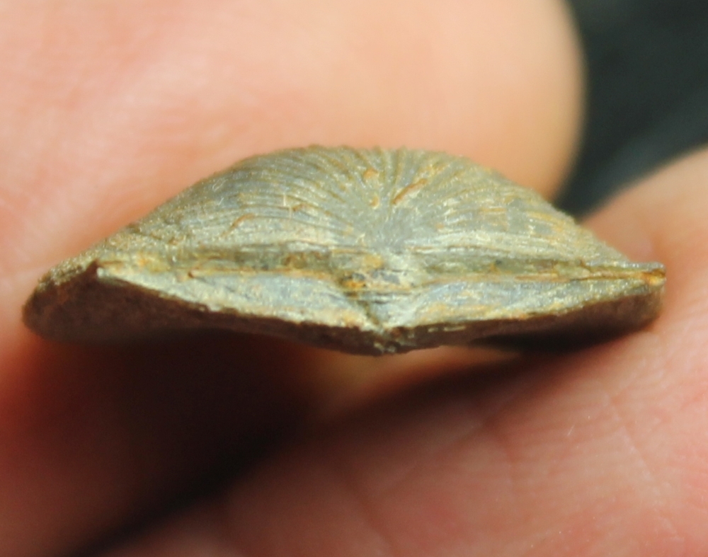 Devonian brachiopod