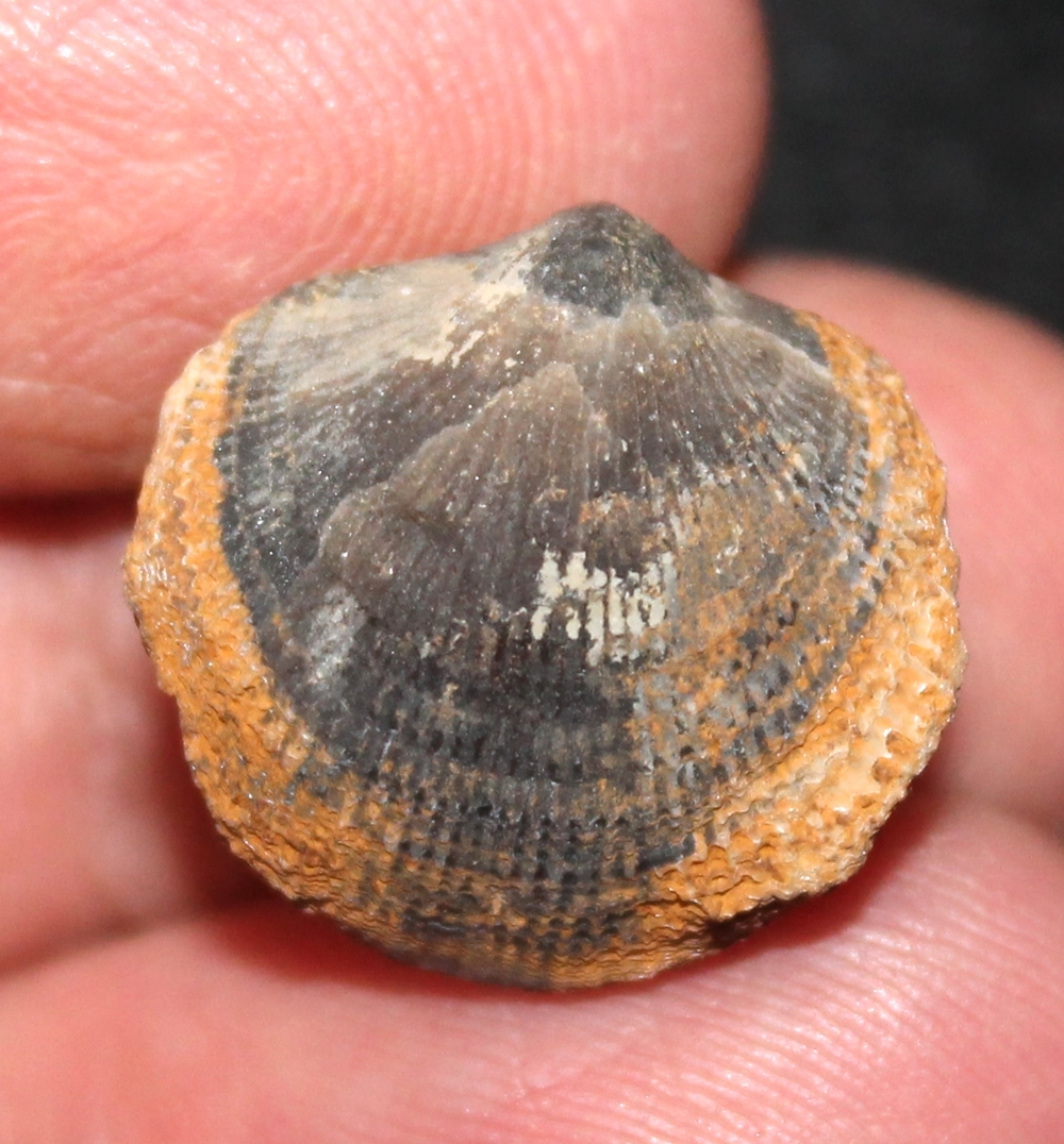 Devonian brachiopod