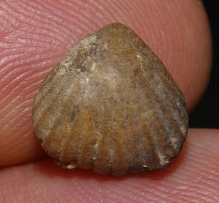 Thurmanella obrita