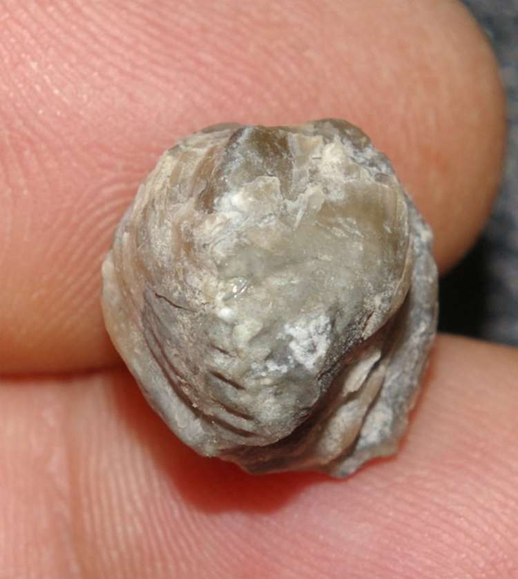 Platystrophia lynx