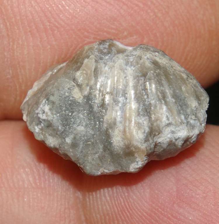 Platystrophia lynx