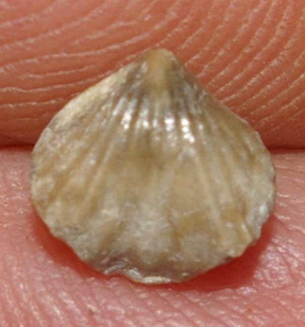 Rhynchonella borealis