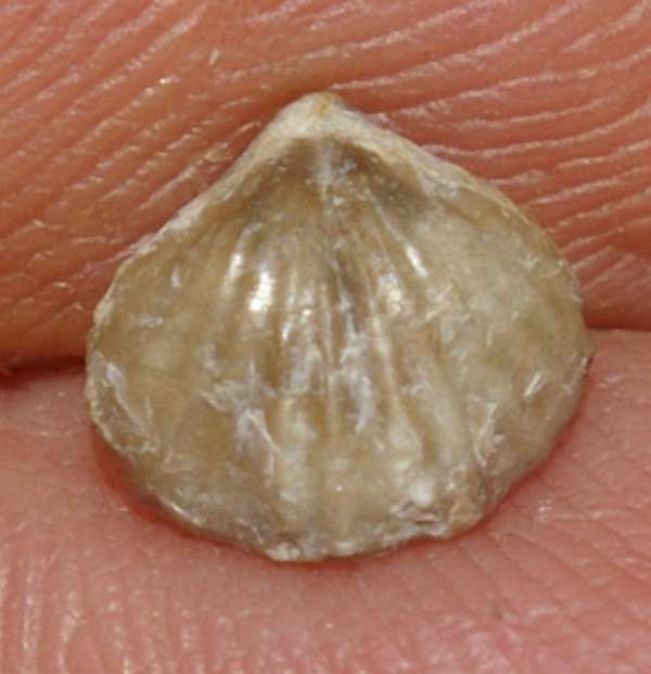 Rhynchonella borealis