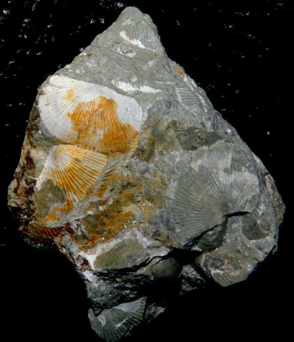 Silurian fossil brachiopod